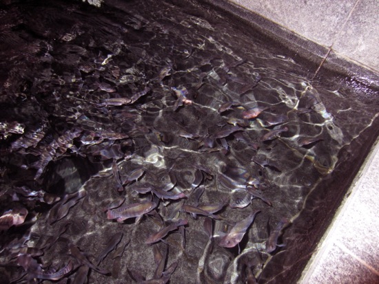fish