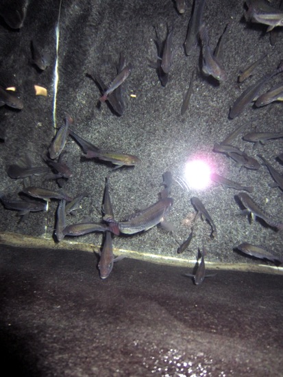 fish