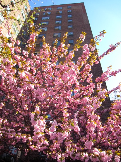 bloom