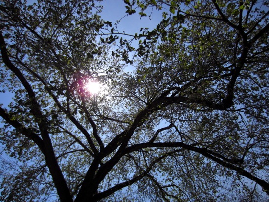 tree