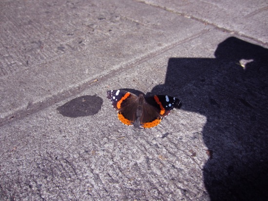 shadow