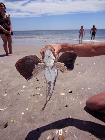 fish