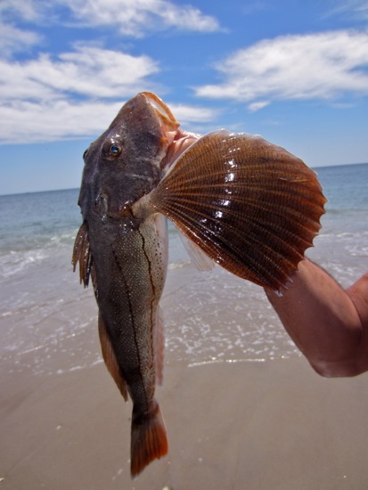 fish