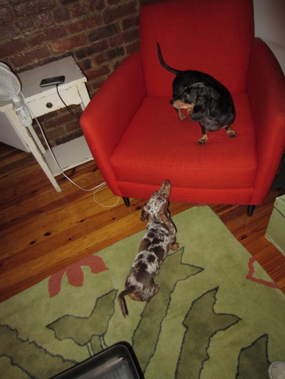 edie + dogs