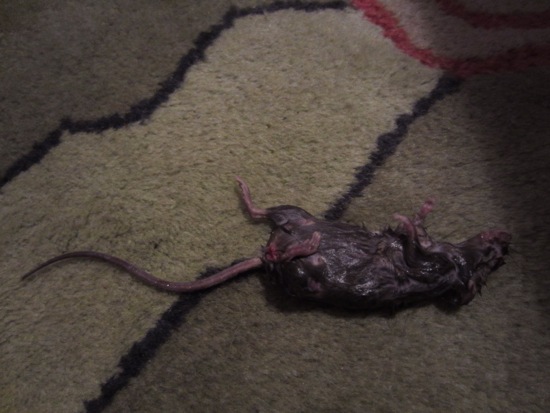 mouse