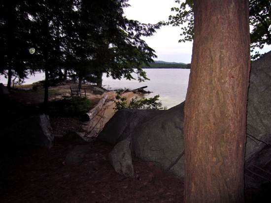 tree
