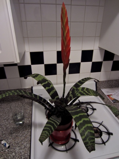 plant