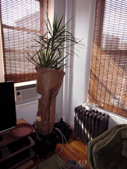 plant