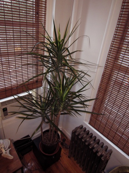 plant