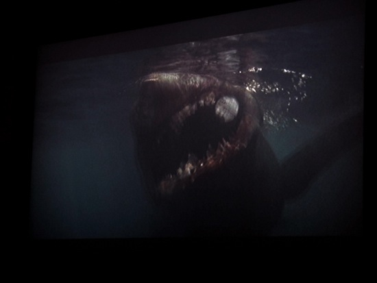 shark
