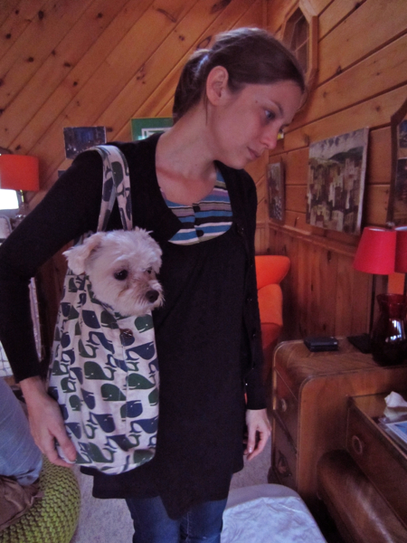 dog in a bag
