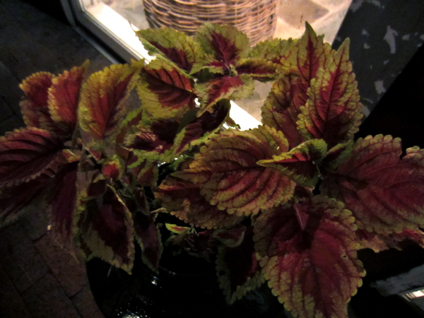 plant