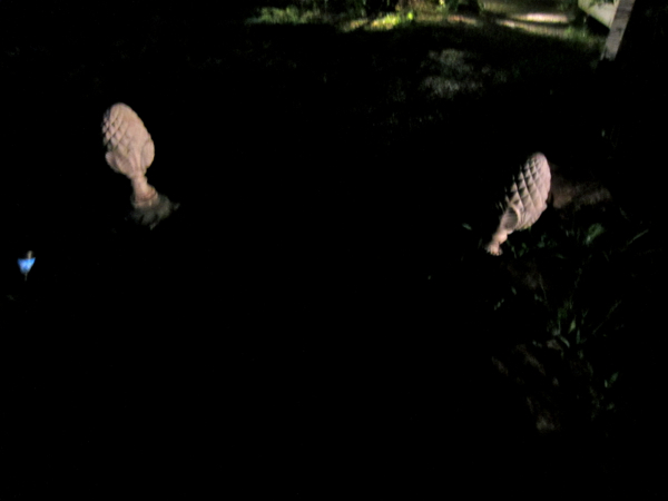 pinecone