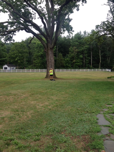 tree