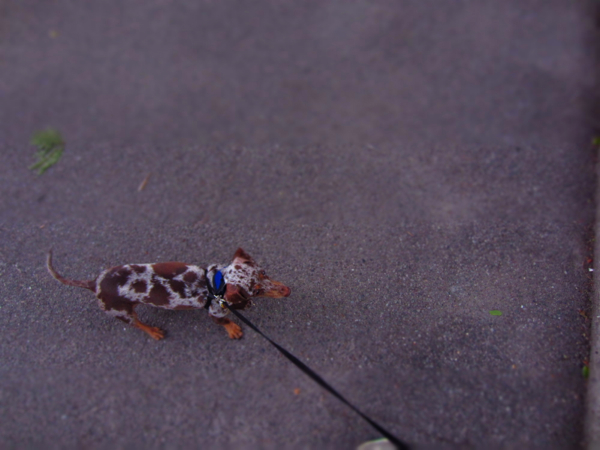 dog