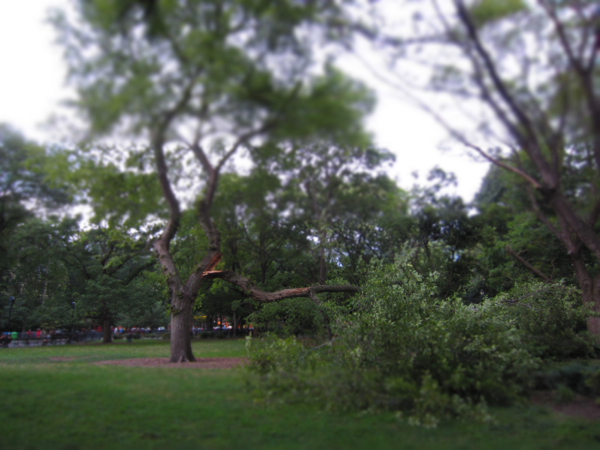 tree