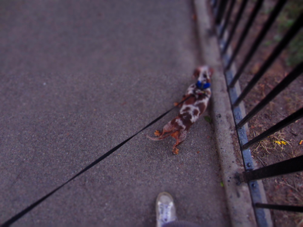dog