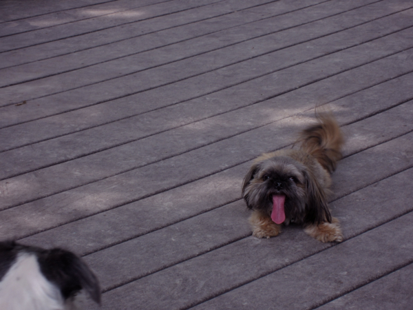 tongue