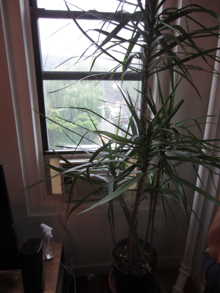 plant