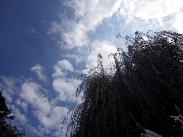 tree