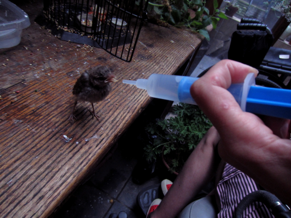 bird