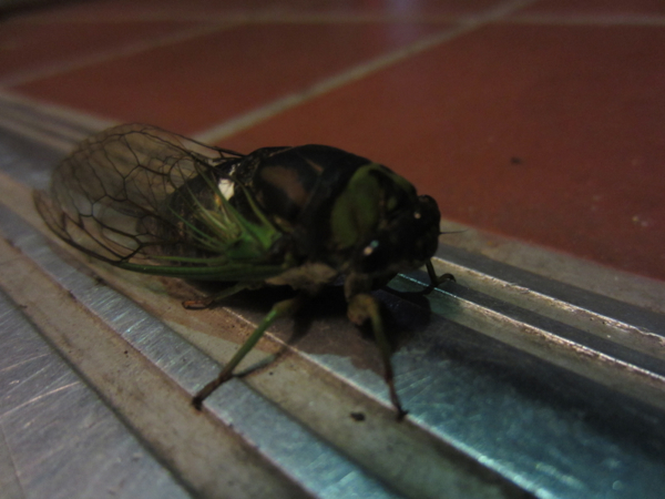 bugs