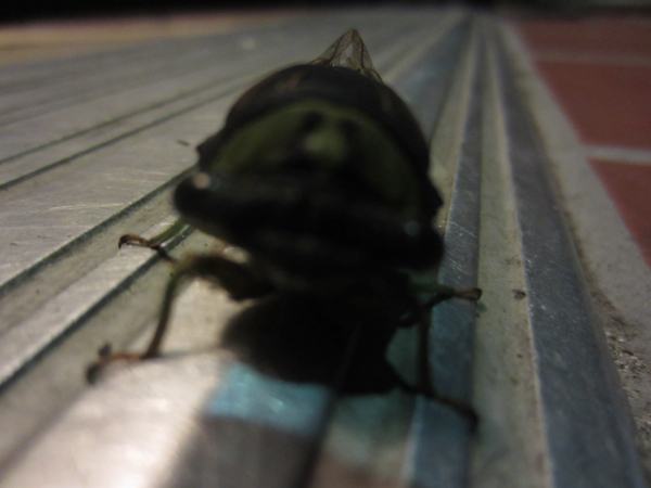 bugs