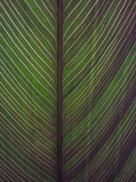 plant
