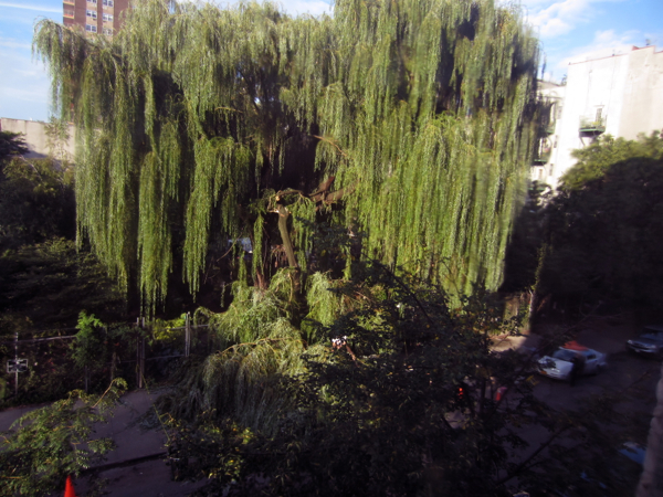 tree