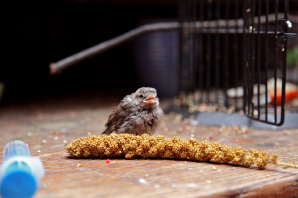bird
