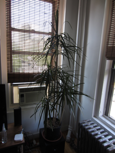 plant