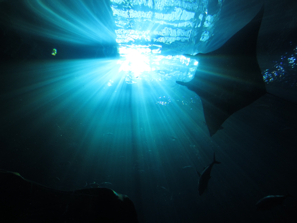 stingray