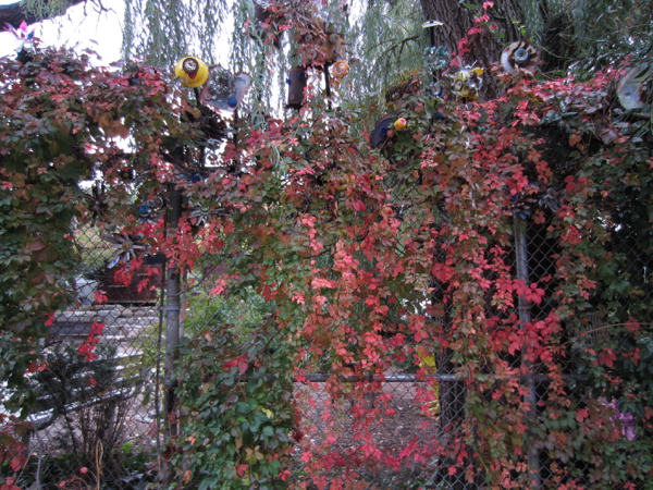 fence