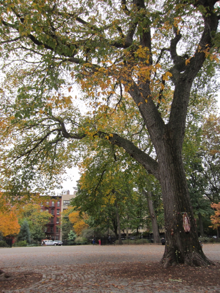 tree