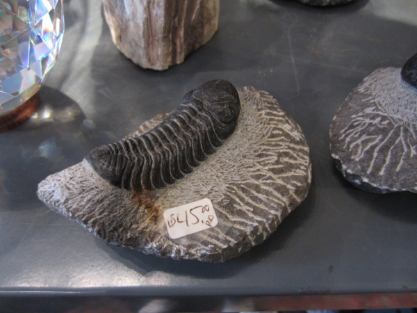 fossil