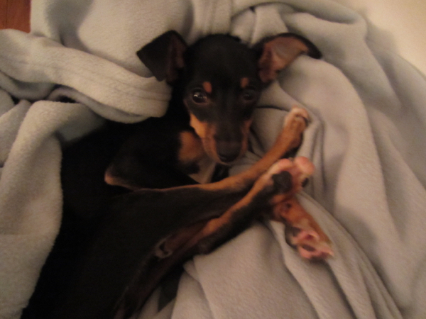 puppy