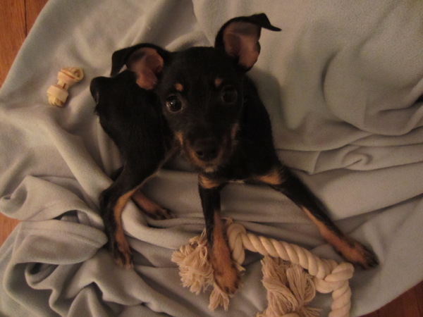 puppy