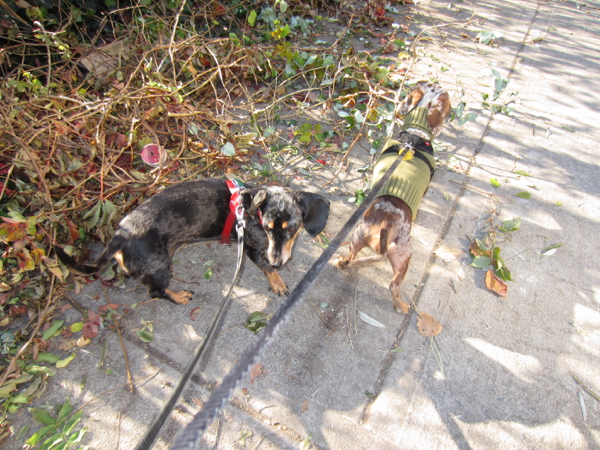 edie + dogs