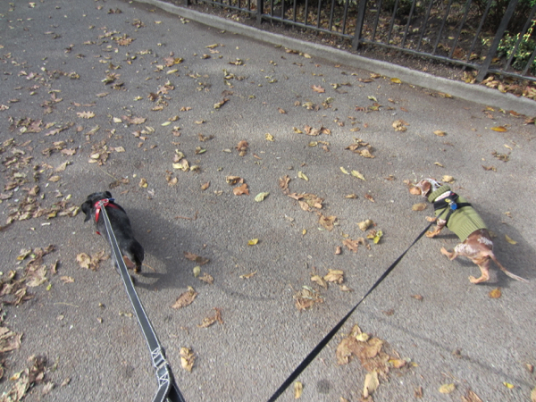 edie + dogs