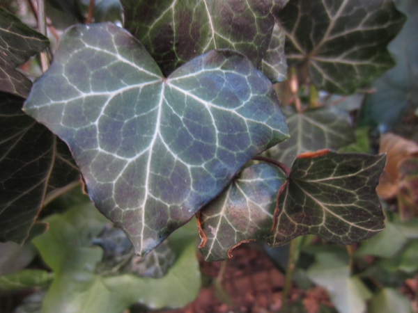 plant
