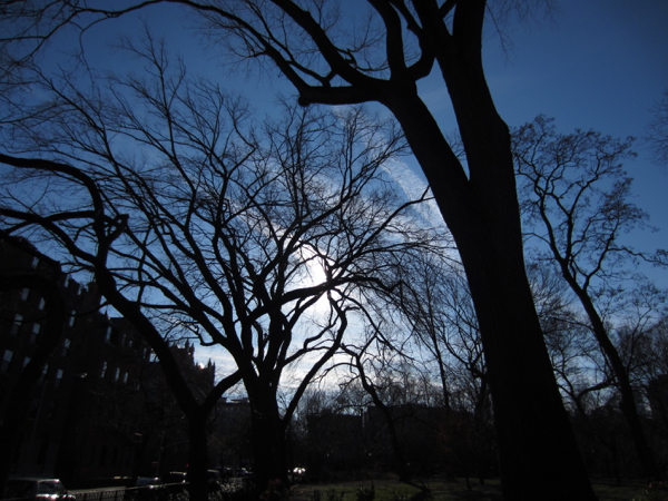 tree