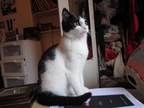 cat