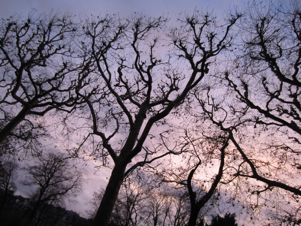 trees