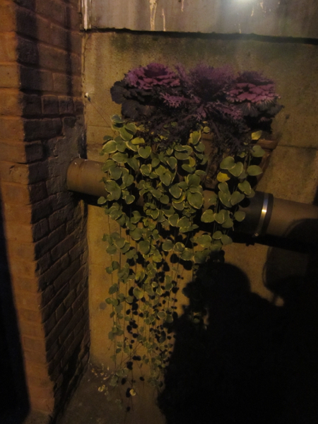 plant