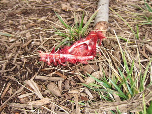 blood