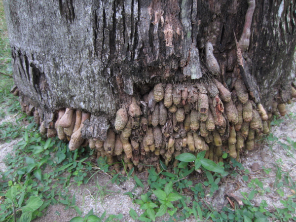 tree