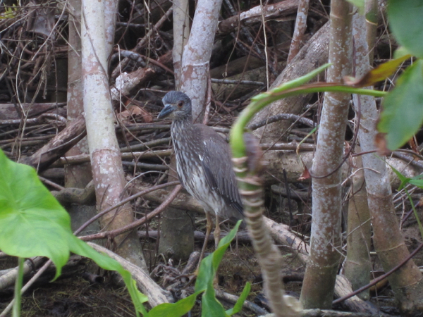 bird