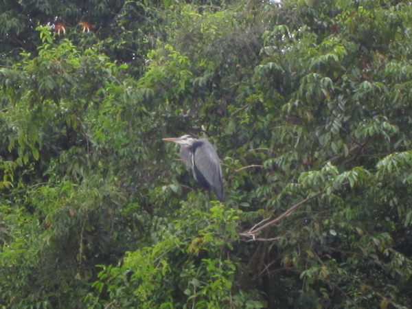 bird