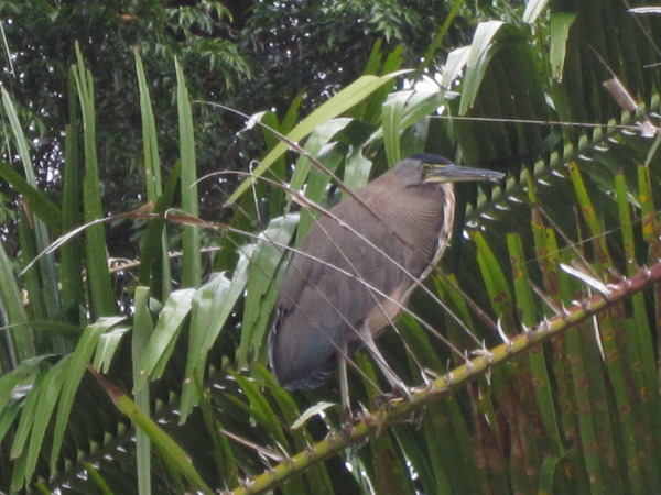 bird