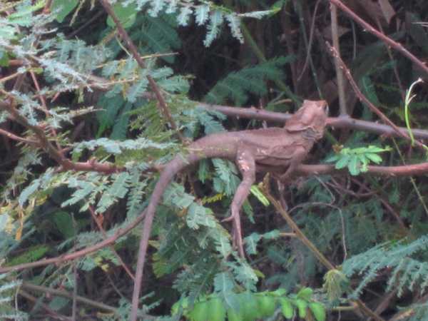 lizard